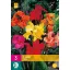 Blumenzwiebel Canna Mix 3 Stück JUB