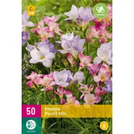 Blumenzwiebeln Fresia Pastell Mix 50 Stück JUB