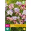Blumenzwiebeln Fresia Pastell Mix 50 Stück JUB