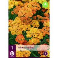   Staude Achillea terracotta (Gemeine Schafgarbe) 1 Pflanze JUB