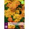 Staude Achillea terracotta (Gemeine Schafgarbe) 1 Pflanze JUB