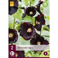 Staude Alcea Rosea Nigra (Himbeere Rosea) 2 Stück JUB