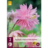   Staude Aquilegia Pink Barlow (Garten-Glockenblume) 2 Stück JUB