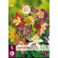 Stauden-Aquilegia-Mix (Garten-Glockenblume) 5 Stück JUB