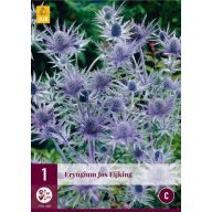 Mehrjähriges Eryngium Jos Eijking (Iringos) 1 JUB