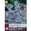 Mehrjähriges Eryngium Jos Eijking (Iringos) 1 JUB
