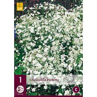 Staude Gyipsophila Perfecta (Ewige Blume) 1 Stück JUB