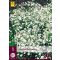 Staude Gyipsophila Perfecta (Ewige Blume) 1 Stück JUB