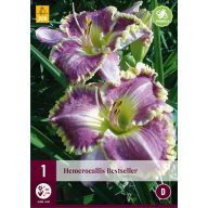 Mehrjährige Hemerocallis Bestseller (Mantis-Lilie) 1 JUB