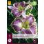 Mehrjährige Hemerocallis Bestseller (Mantis-Lilie) 1 JUB