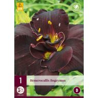 Mehrjährige Hemerocallis Bogeyman (Mantis Lily) 1 JUB