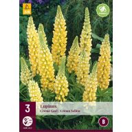   Staude Lupinus Creme Geel/Creme Gelb (Sternblume) 3 Stück JUB