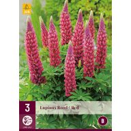 Mehrjährige Lupinus Rot/Rot (Sternlupinus) 3 Stück JUB