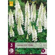 Staude Lupinus Wit/Weiß (Star Lupinus) 3 Stück JUB