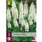 Staude Lupinus Wit/Weiß (Star Lupinus) 3 Stück JUB