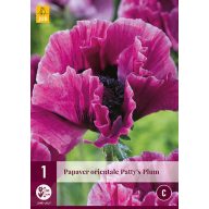   Mehrjährige Papaver orientale Patty's Plum (Mohn) 1 Stück JUB