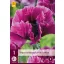Mehrjährige Papaver orientale Patty's Plum (Mohn) 1 Stück JUB
