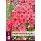 Staudenphlox Rotkäppchen 1 JUB