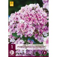 Staude Phlox Paniculata Sherbet Blend (Flammenblume) 1 JUB