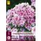 Staude Phlox Paniculata Sherbet Blend (Flammenblume) 1 JUB