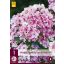 Staude Phlox Paniculata Sherbet Blend (Flammenblume) 1 JUB