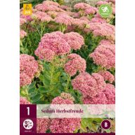 Staude Sedum Herbstfreude 1 JUB