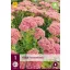 Staude Sedum Herbstfreude 1 JUB