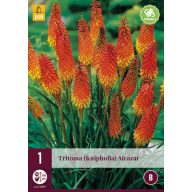Staude Tritoma (Kniphofia) Alcazar (Fackellilie) 1 JUB