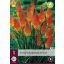 Staude Tritoma (Kniphofia) Alcazar (Fackellilie) 1 JUB