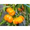 Tomatenpaprika gelb Bio Tamiro Rein Saat ca. 30 Samen