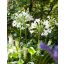 Évelő Agapanthus africanus Albus 1 db JUB