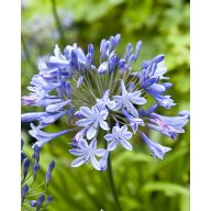 Évelő Agapanthus Blue Giant 1 db JUB