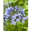 Évelő Agapanthus Blue Giant 1 db JUB