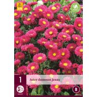 Évelő Aster dumosus Jenny 1 db JUB