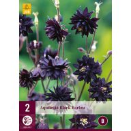 Évelő Aquilegia Black Barlow 2 db JUB