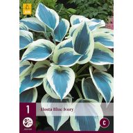 Évelő Hosta Blue Ivory 1 db JUB