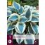 Évelő Hosta Blue Ivory 1 db JUB