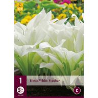 Évelő Hosta White Feather 1 db JUB