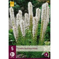 Évelő Liatris floristan White 5 db JUB