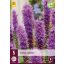 Évelő Liatris spicata 5 db JUB