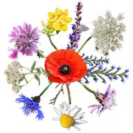   Wildblumensamenmischung aus einheimischen ungarischen Blumen Bienenwachs 2.0 50g