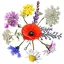 Wildblumensamenmischung aus einheimischen ungarischen Blumen Bienenwachs 2.0 50g