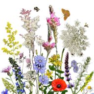   Wildblumensamenmischung aus einheimischen ungarischen Blumen Pollenmutter 5g