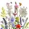 Wildblumensamenmischung aus einheimischen ungarischen Blumen Pollenmutter 5g