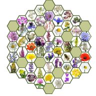   Wildblumensamenmischung für einheimische ungarische Blumen Bee Ne? 50g