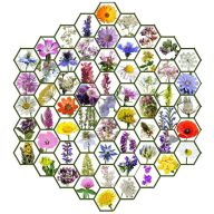   Wildblumensamenmischung für einheimische ungarische Blumen Zümmögde 50g