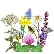   Vadvirágom őshonos magyar virágmag keverék Virágos ősgyep 50g