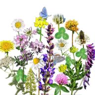   Vadvirágom őshonos magyar virágmag keverék Virágos ősgyep Extra 50g