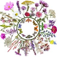   Vadvirágom őshonos magyar virágmag keverék Lepkecsalogató 5g