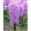 Blumenzwiebel Hyazinthe Lila Stimme 5 Stück JUB